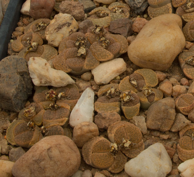 Lithops fulviceps C39151