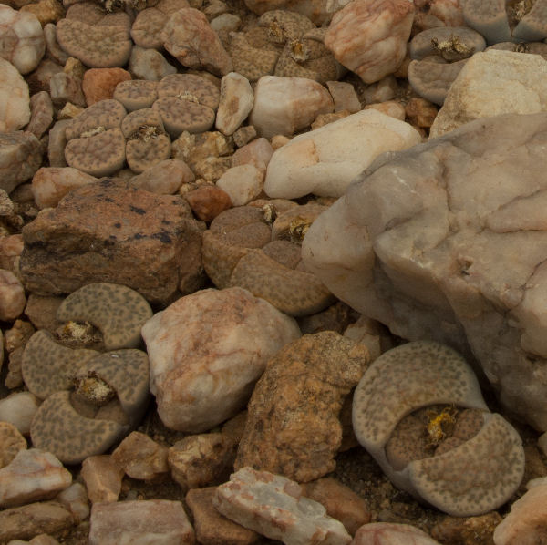 Lithops fulviceps C41550