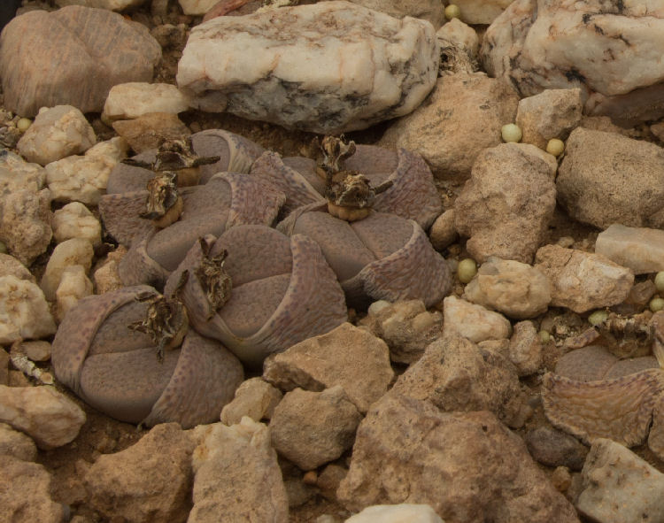 Lithops fulviceps v. fulviceps C21944