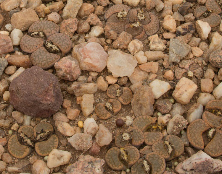 Lithops fulviceps v. laevigata C412277