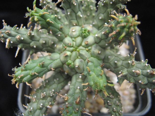Euphorbia fusca 