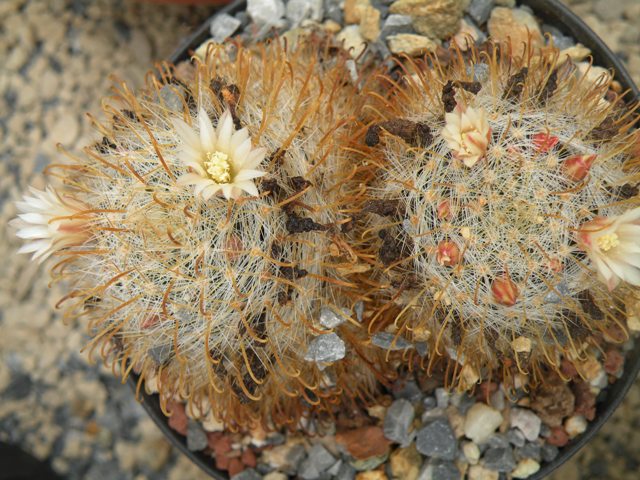 Mammillaria fuscohamata 