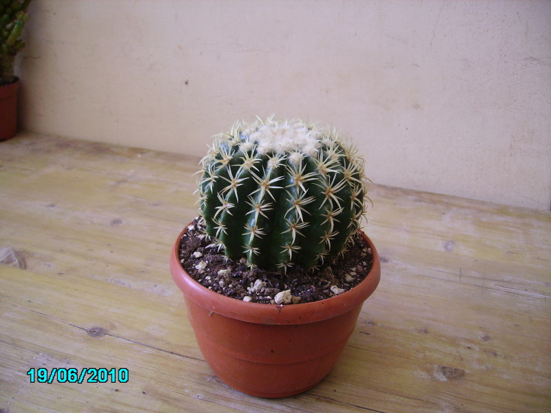 Echinocactus grusonii v. brevispinus 