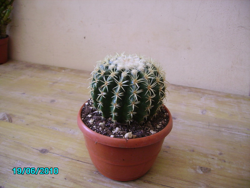 Echinocactus grusonii v. brevispinus 