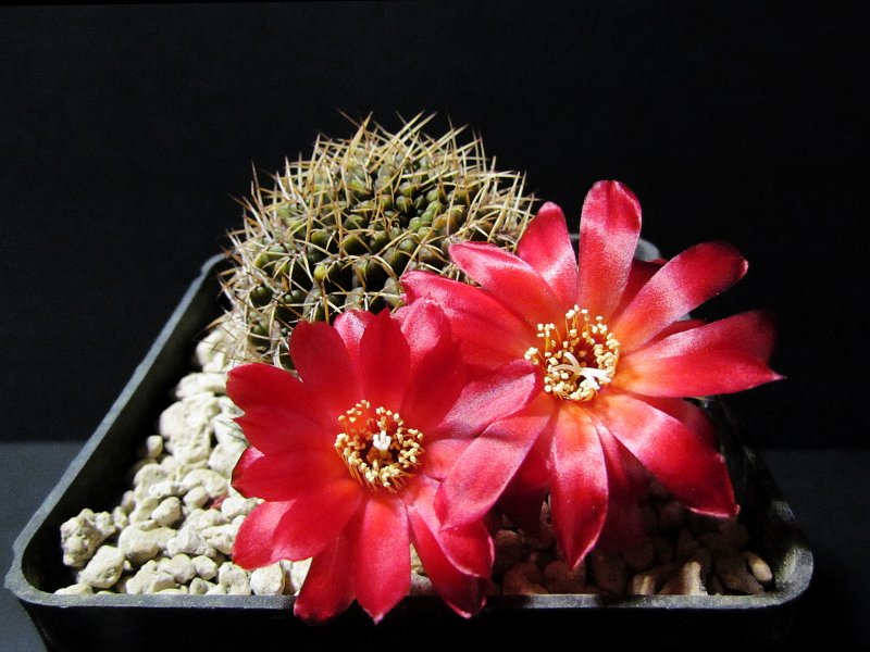 sulcorebutia vasqueziana ssp. losenickyana