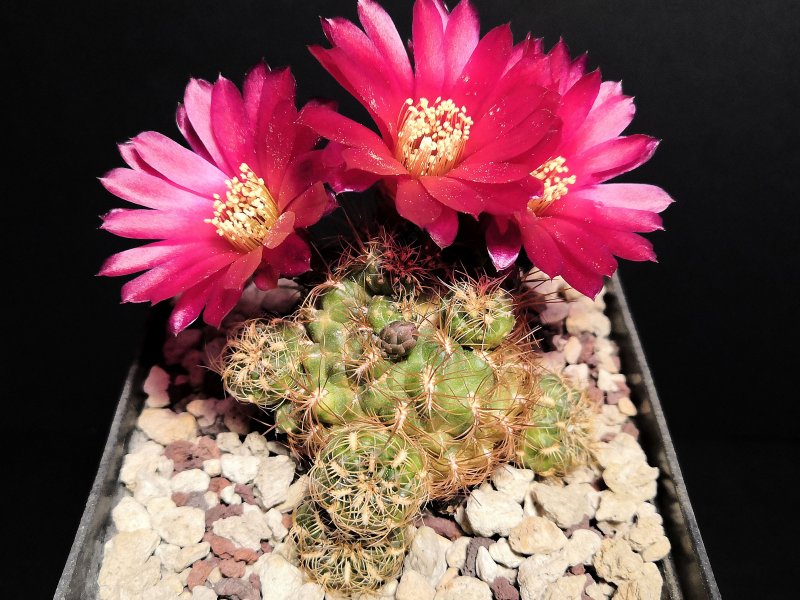 Sulcorebutia tiraquensis v. renatae G223a/2