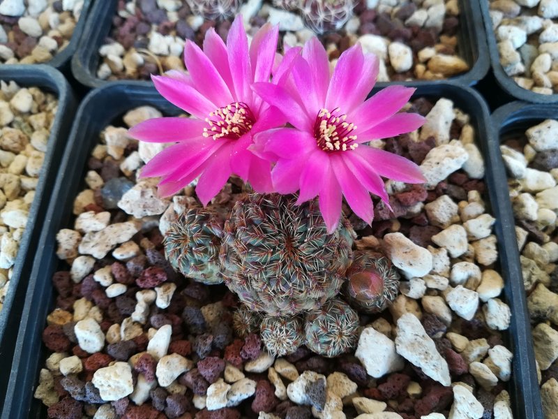 Sulcorebutia rauschii G263/5