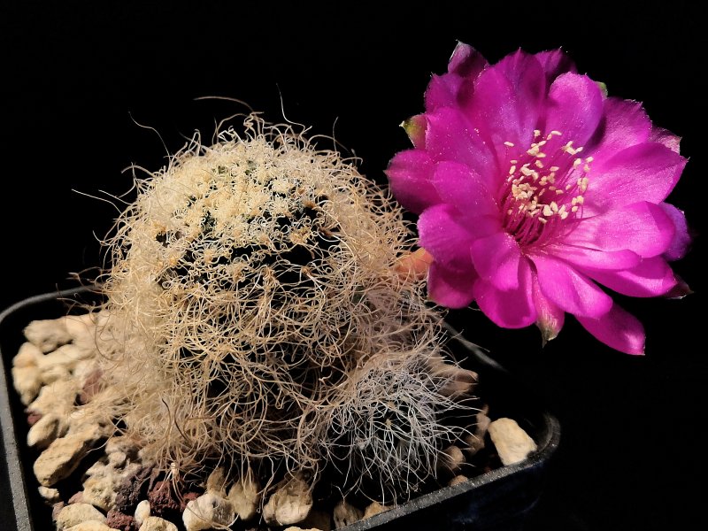 Sulcorebutia tarabucoensis ssp. patriciae G349/5