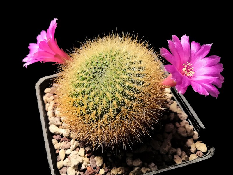 sulcorebutia mentosa v. swobodae