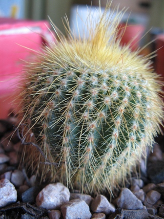 Parodia warasii 