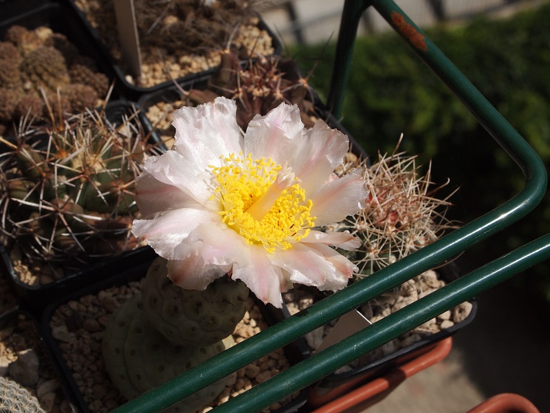 Tephrocactus geometricus 