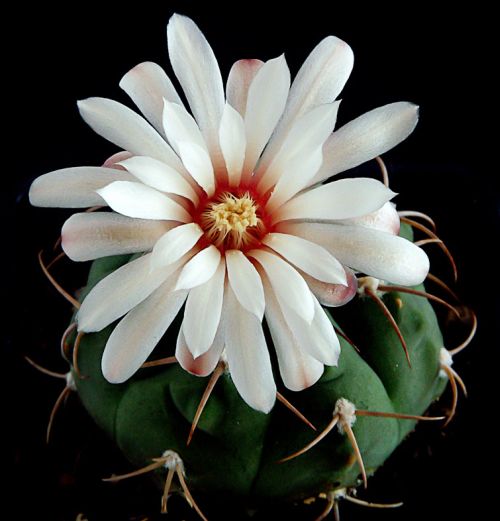 Gymnocalycium bayrianum 