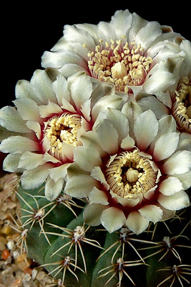 Gymnocalycium parvulum 