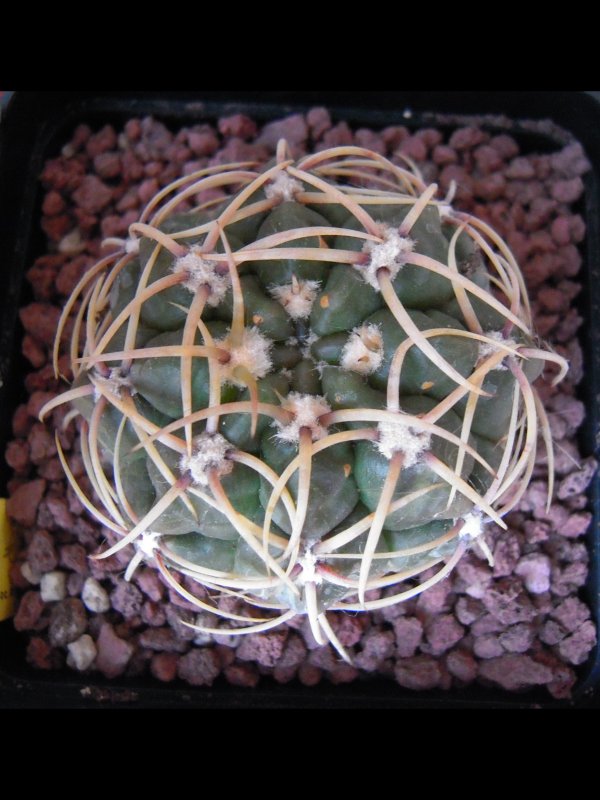 gymnocalycium achirasense