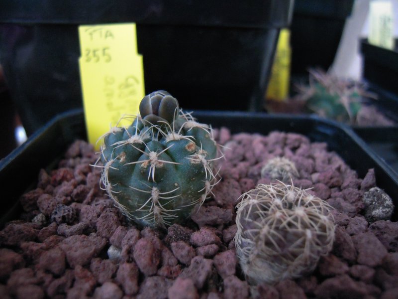 Gymnocalycium andreae FTA355