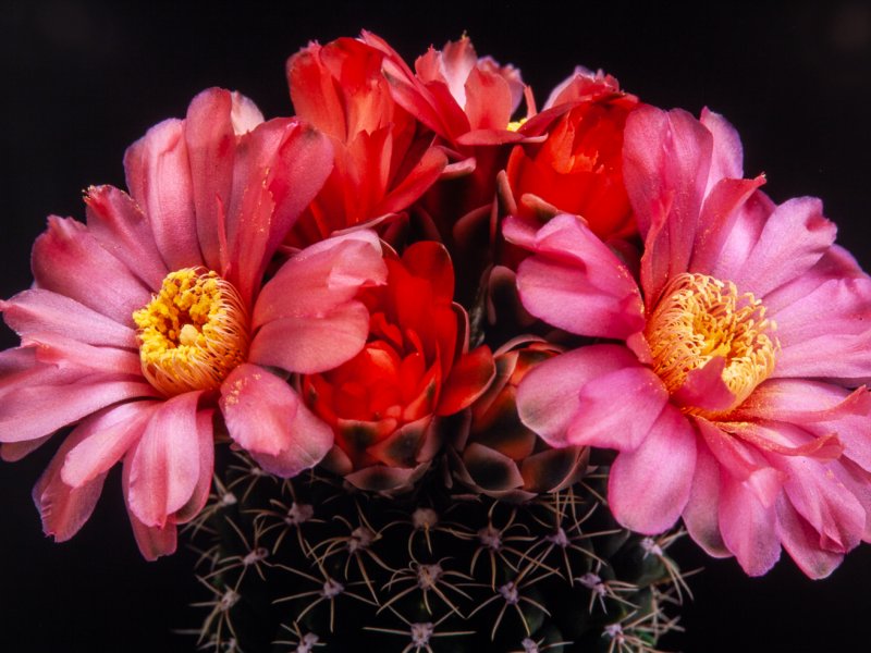 Gymnocalycium baldianum 