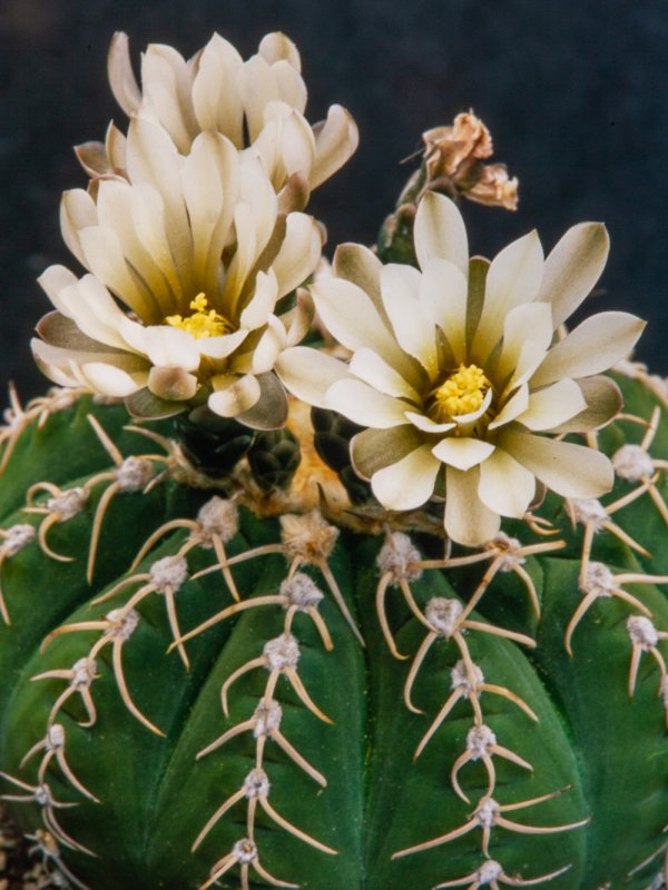 Gymnocalycium bodenbenderianum 