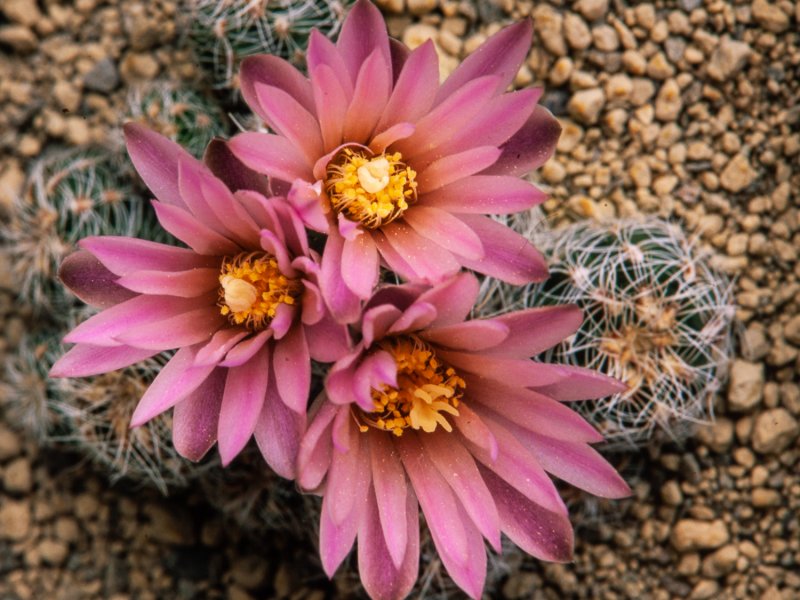 Gymnocalycium bruchii 