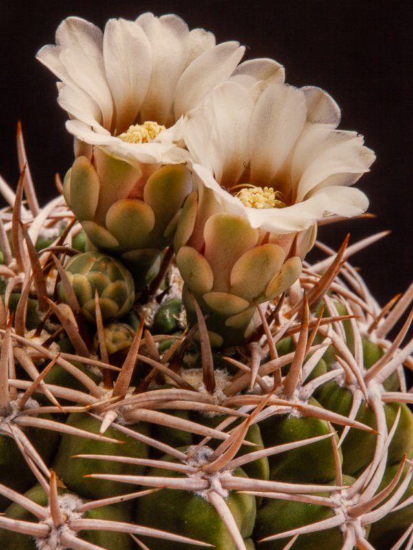 Gymnocalycium castellanosii ssp. ferocius 