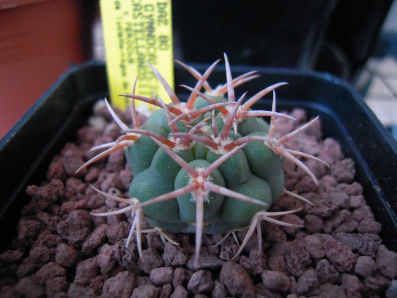 Gymnocalycium castellanosii ssp. ferocius DAZ 80