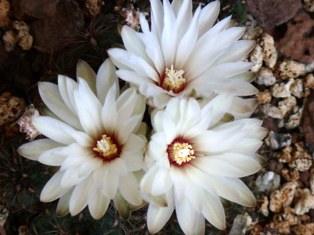 Gymnocalycium mesopotamicum 