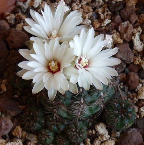 Gymnocalycium mesopotamicum 