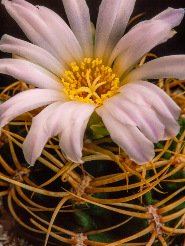 Gymnocalycium monvillei 