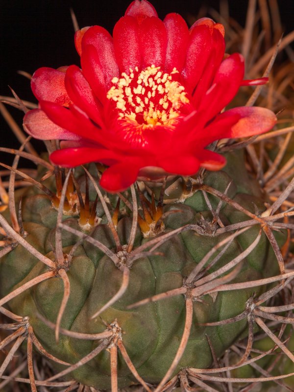 Gymnocalycium oenanthemum 