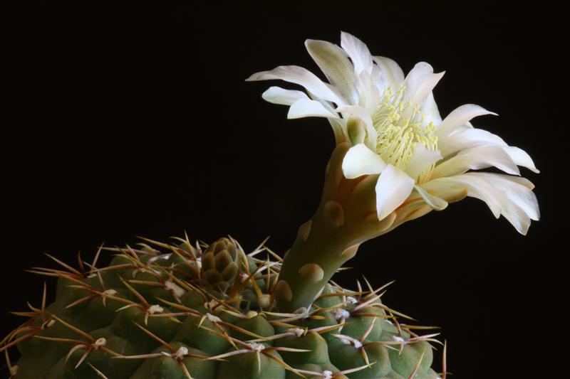 Gymnocalycium platense 