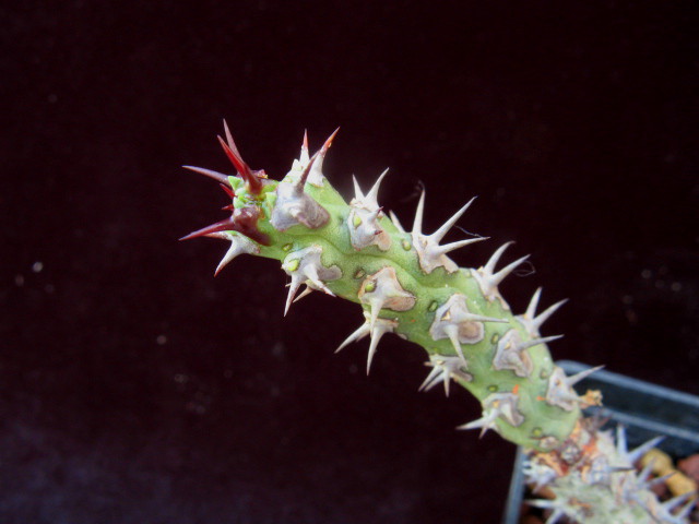 Euphorbia galgalana 