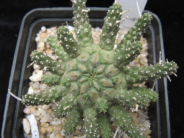 Euphorbia gamkaensis 