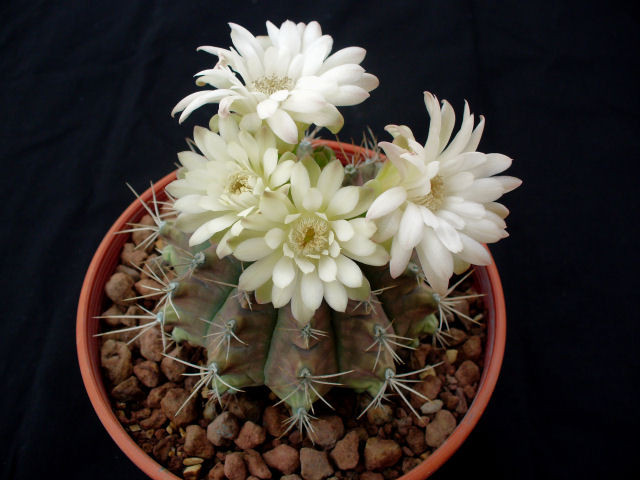 Gymnocalycium anisitsii 