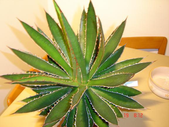 agave garciae-mendozae