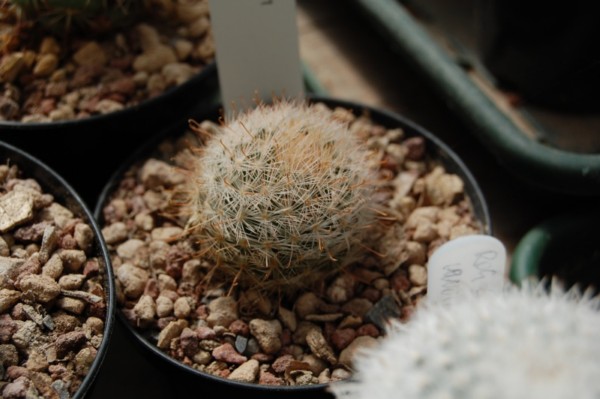 Mammillaria gasseriana RS 571