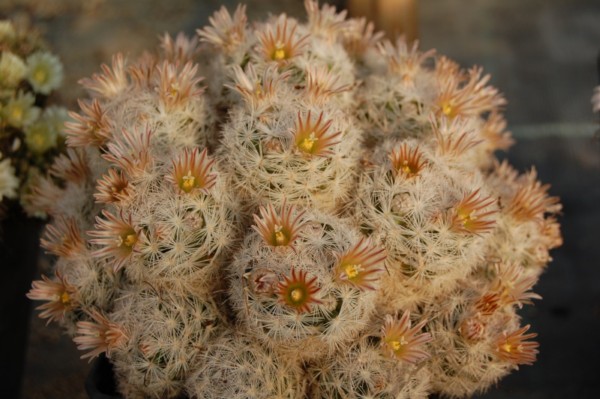 Mammillaria gasseriana 