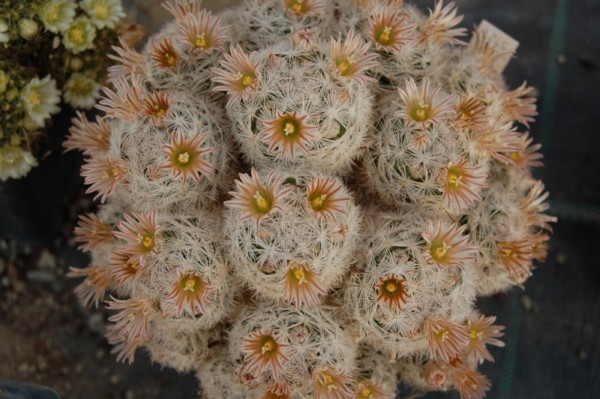 Mammillaria gasseriana 