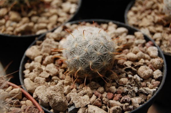 Mammillaria gasseriana SB 1902