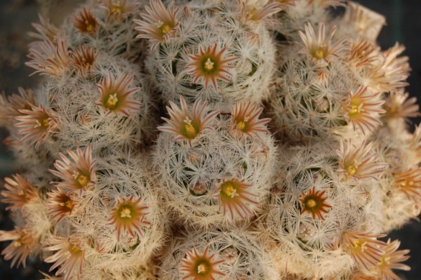 Mammillaria gasseriana 