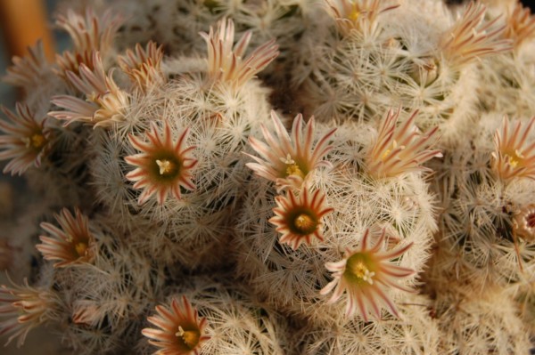 Mammillaria gasseriana 