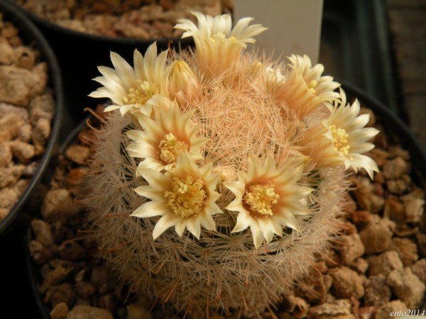 Mammillaria gasseriana RS 571