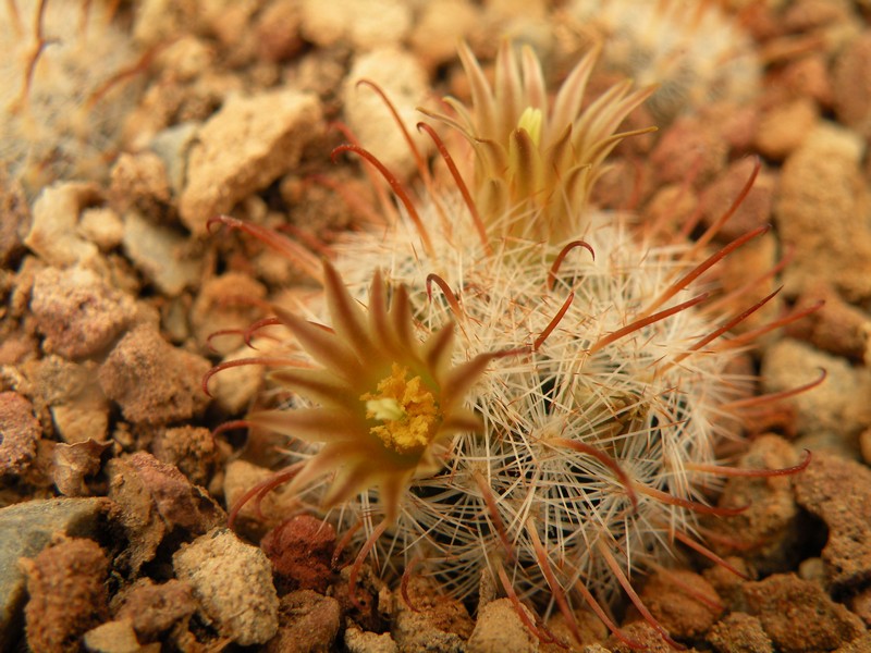 Mammillaria stella-de-tacubaya SB 1164