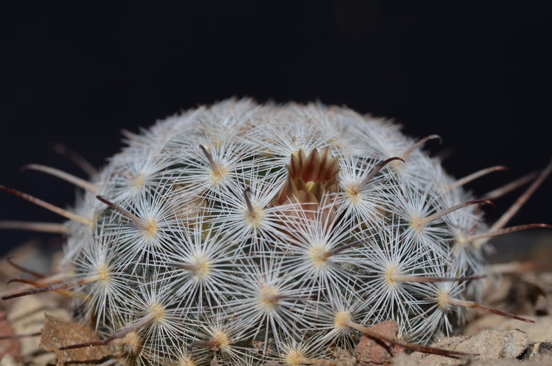 Mammillaria stella-de-tacubaya SB 1902