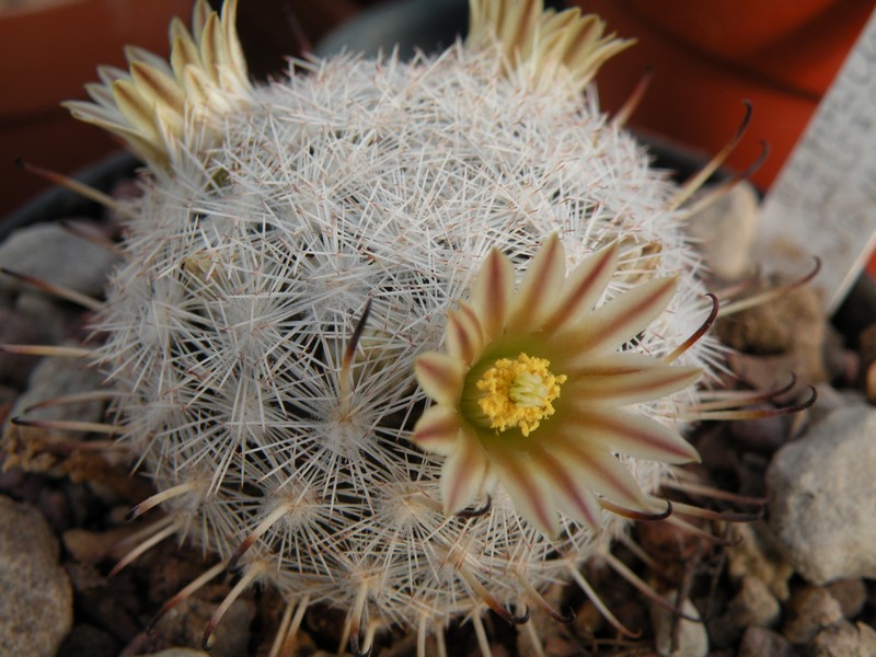 Mammillaria stella-de-tacubaya SB 1161