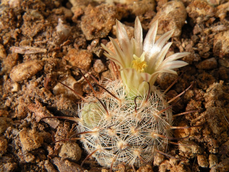 Mammillaria stella-de-tacubaya 