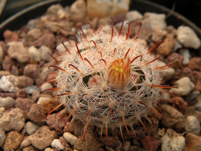 Mammillaria stella-de-tacubaya 