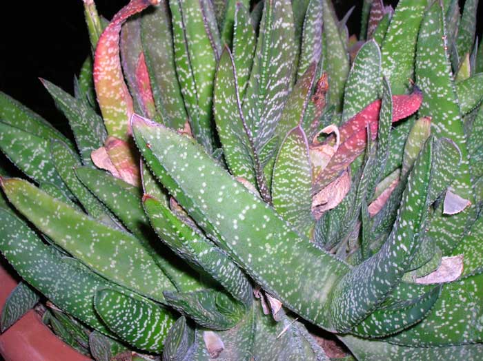 Gasteria verrucosa 