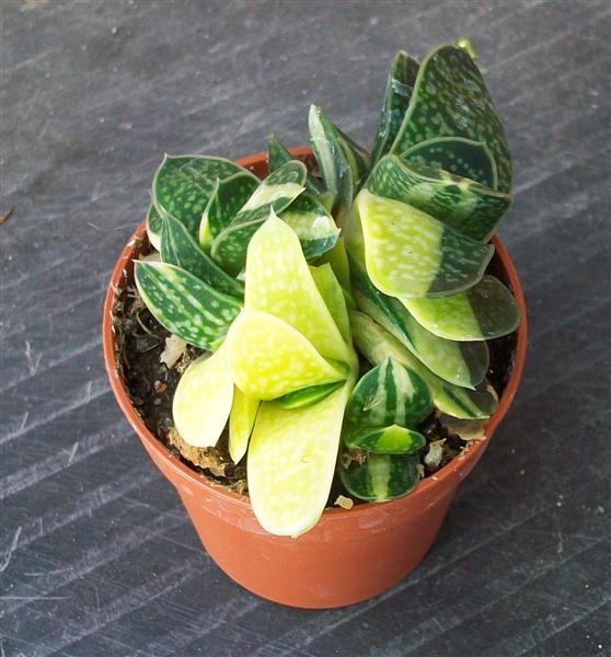 Gasteria gracilis f. variegata 