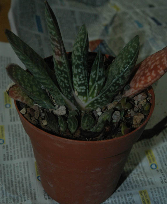 gasteria bicolor