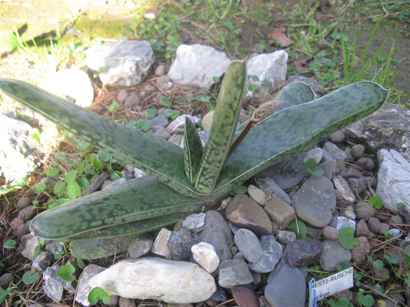 Gasteria ernesti-ruschii 