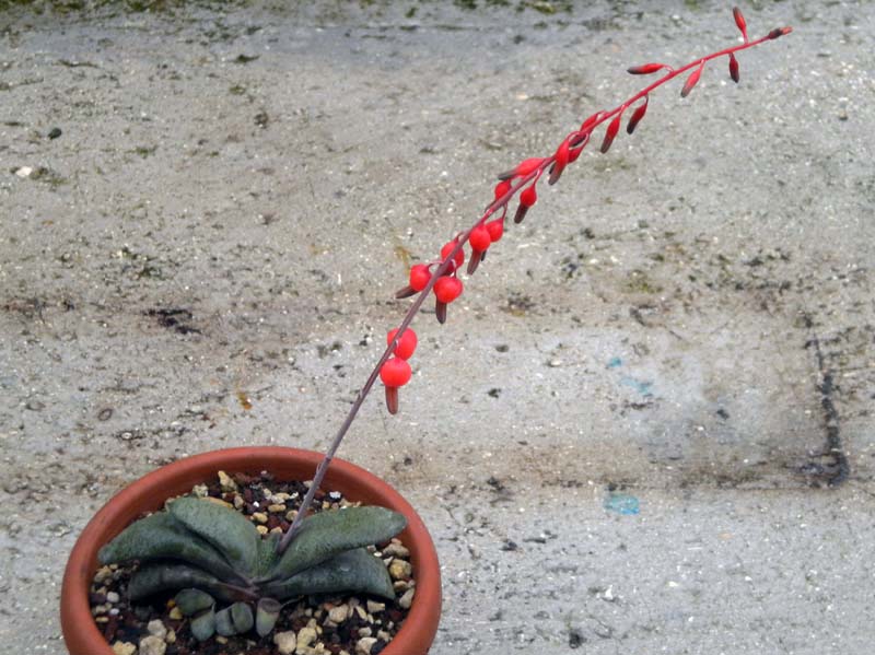 Gasteria glomerata 